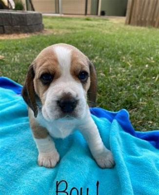 FOR SALE: Pure Bred Beagle Puppies
